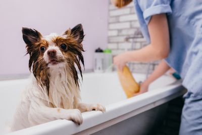 Pet Grooming and Pet Sitting Insurance in Fort Worth, TX by Integrous DFW Insurance