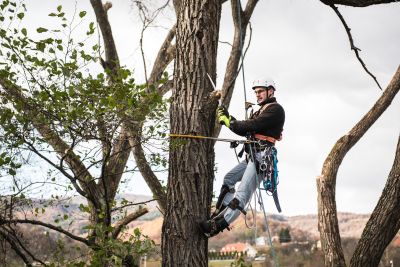 Tree Trimming Insurance in Fort Worth, TX by Integrous DFW Insurance