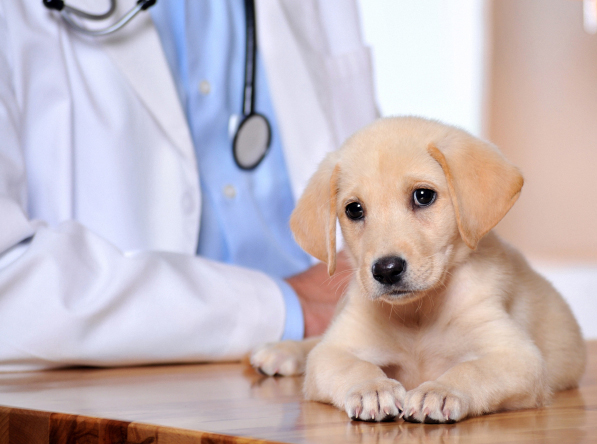 North Fort Worth, TX. Pet Clinic Insurance